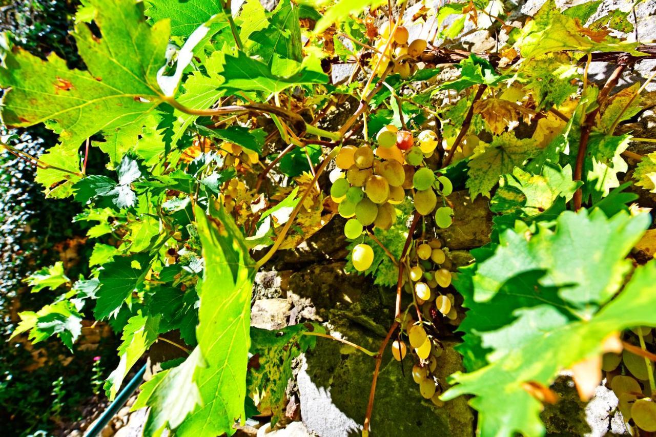 Villa Fragola Motovun Kültér fotó